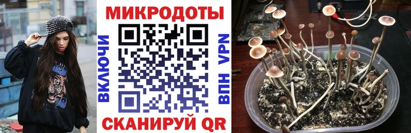 Псилоцибиновые грибы Psilocybine cubensis  Дубовка 